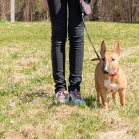 Teen age girl training her miniature bull terrier dog outdoors. puppy during obedience training outdoors, dog training school