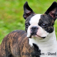the-boston-terrier-dog-breed-champion-licensed