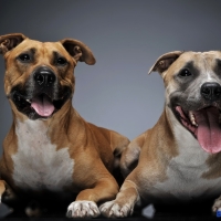 two Staffordshire Terrier in a dark studio