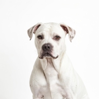 A white American Bulldog puppy sits on a white background, looking directly at the camera with its big brown eyes. The puppy's fur is soft and white, and its ears are perky. The background is plain white, allowing the puppy to be the center of attention. This image is perfect for use in advertising, marketing materials, or for any project that requires a cute and adorable image of a dog.