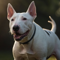 A playful white bull terrier enjoying the outdoors with a joyful expression.