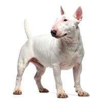 white-bull-terrier-standing-alert-on-a-3