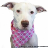 white-bulldog-bully-mixed-breed