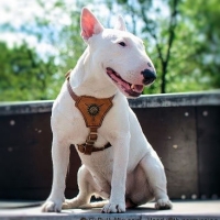 white-miniature-bullie-terrier-licensed
