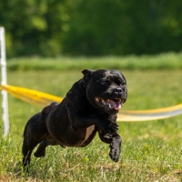 Staffordshire Bull Terrier running in the field on competition