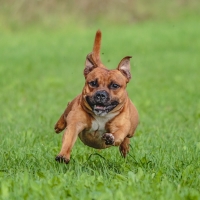 Staffordshire Bull Terrier dog running in the field on competition