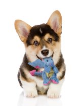 Puppy with toy