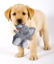 Puppy with toy