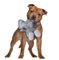 Dog with toy