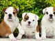Bulldog Puppies 2017 Square (Multilingual Edition) Reviews