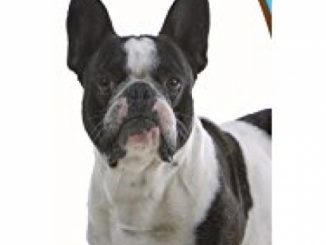 Healthy Breeds 1063-frbu-001 French Bulldog Bright Whitening Shampoo, One Size/12 oz