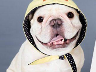 French bulldog clothing reversible Hood Yellow and Black White Dots Street hip hop Style for or Pug pet wear Frenchic Handmade Accessory