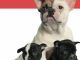 The French Bulldog Handbook (Canine Handbooks)