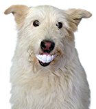 Moody Pet Humunga Chomp Dog Toy