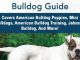 American Bulldog Bible And the American Bulldog: Your Perfect American Bulldog Guide Covers American Bulldog Puppies, Mini Bulldogs, American Bulldog Training, Johnson Bulldog, And More!