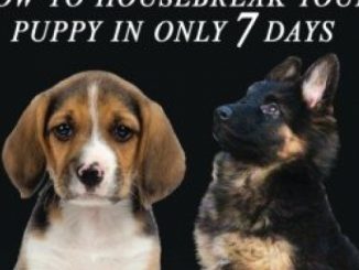 Puppy training 2: How to housebreak your puppy in only 7 days