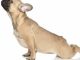 French Bulldog Training Guide. French Bulldog Training Book Includes: French Bulldog Socializing, Housetraining, Obedience Training, Behavioral Training, Cues & Commands and More