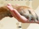 Cutting Your Dog’s Nails and Pad Hair (Dog Grooming Guides Book 1)