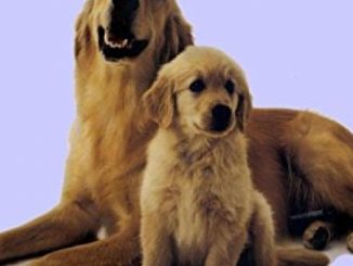 Whole Dog Journal Handbook of Dog and Puppy Care and Training