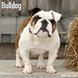 Bulldog Calendar - Dog Breed Calendars - 2017 - 2018 wall Calendars - 16 Month by Avonside