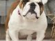 Bulldog Calendar – Dog Breed Calendars – 2017 – 2018 wall Calendars – 16 Month by Avonside