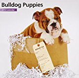 Bulldog Puppies Mini Wall Calendar