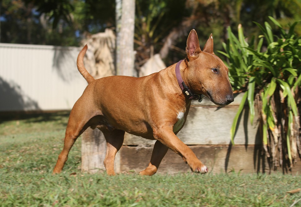 Bully Breed Photo Gallery Bullymix Com Official Dog Store