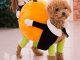 Funny Dog Clothes for Small Dogs, Carrying Pumpkin Halloween Fancy Jumpsuit Puppy Costume, with Cuddly Soft Plush Better to Keep Warm in Winter, for Pet Dogs, Cats.