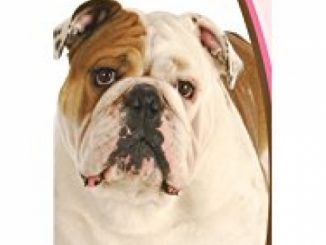 Healthy Breeds 1057-buld-001 Bulldog Deodorizing Shampoo, One Size/16 oz