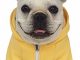 Moolecole Zip-up Hoodie Pet Costume Dog Clothes Outfit Funny Pet Apperal For French Bulldog And Pug Yellow 2XL