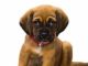 Puppy Training 101: The Essential Guide to Raising a Puppy With Love. Train Your Puppy and Raise the Perfect Dog  Through Potty Training, Housebreaking, Crate Training and Dog Obedience.