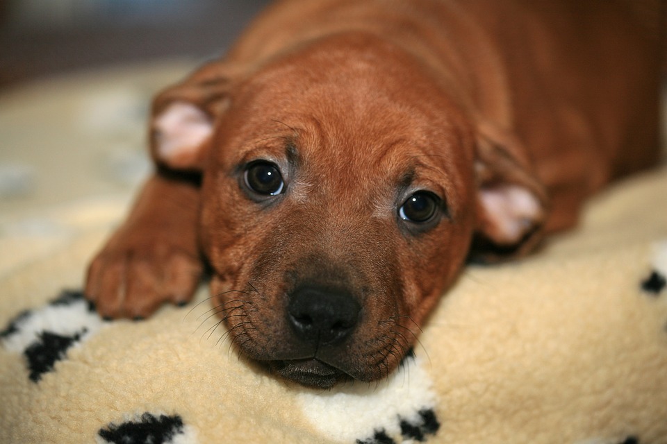 puppy, young, staffordshire
