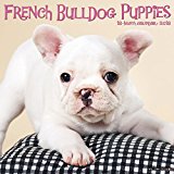 French Bulldog Puppies 2018 Calendar