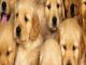 Breeding Puppies: How to Make Money Breeding Puppies (Breeding puppies, dog breeding, dog breeding book, dog breeding business, dog breeding supplies, … stand, breeding cage, breeding for dummies) Reviews