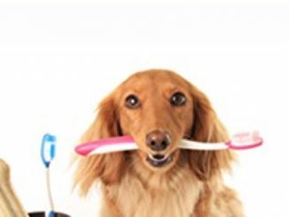 Dog Dental Care: How to Homemade Dog Dental Care