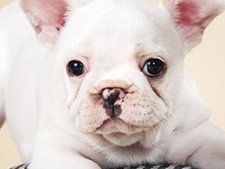 French Bulldog Puppies 2018 Calendar