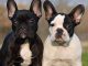 American Kennel Club French Bulldogs 2018 Wall Calendar