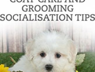 SHAMPOO THAT MALTIPOO: COAT CARE AND GROOMING SOCIALISATION TIPS Reviews