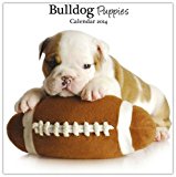 Bulldog Puppies 2014 Wall Calendar
