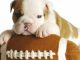 Bulldog Puppies 2014 Wall Calendar