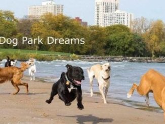Dog Park Dreams: An Off-Leash Adventure