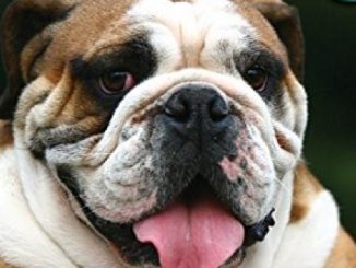 Bulldog (The Dog Lover’s Guides)