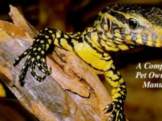 Monitors, Tegus, and Related Lizards (Complete Pet Owner’s Manuals)
