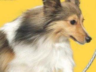 Pet Trouble #6: Smarty-Pants Sheltie