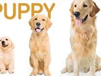 Your Golden Retriever Puppy Month by Month: Everything you need to know at each stage to ensure your cute & playful puppy gr Reviews