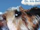 Chew on Things – It Helps You Think: Words of Wisdom from a Worried Canine Reviews