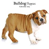 Magnet & Steel Bulldog Puppies Mini Wall Calendar