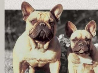 French Bulldogs (Comprehensive Owner’s Guide)
