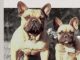French Bulldogs (Comprehensive Owner’s Guide)
