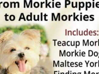 Morkies, Morkie Puppies, And The Morkie: From Morkie Puppies to Adult Morkies Includes: Teacup Morkie, Morkie Dog, Maltese Yorkie, Finding Morkie Breeders, Temperament, Care, & More!